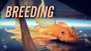 Longfin Super Red Bristlenose Pleco Breeding [upl. by Tammi13]