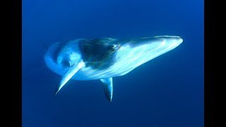 Facts The Minke Whale [upl. by Ardnasyl]