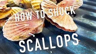 How to shuck scallops  Tutorial from an expert [upl. by Assenyl]