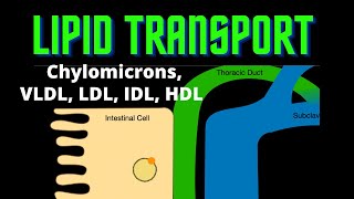 USMLE Step 1  Lesson 73  Lipid Transport [upl. by Abdul]