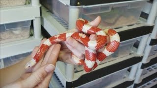 How to Care for KingsnakesMilksnakes plus fun facts [upl. by Steel]