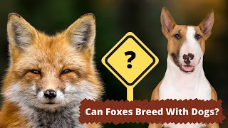 Can Foxes Breed With Dogs  The Complete Answer [upl. by Corson]