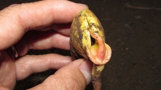 Germinating Mango Seeds Which End To Plant Up [upl. by Fancy]