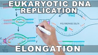 DNA Replication in Eukaryotes  Elongation [upl. by Mackey]