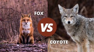 Fox Vs Coyote  How to Tell Them apart [upl. by Atiuqnahs]