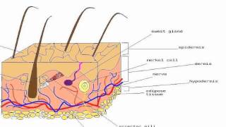 Merkel cells [upl. by Milks]