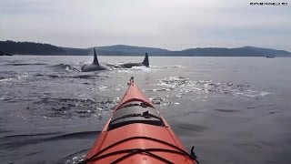 Yikes 30 killer whales surrounded her kayak [upl. by Accissej]