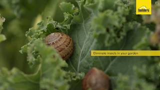 How Do Insecticides Work [upl. by Destinee515]