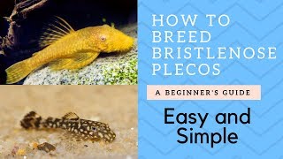 How to Breed Bristlenose Catfish Plecos [upl. by Annahsohs]