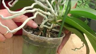 How to Grow Orchids [upl. by Susanna913]