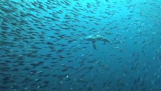 Thresher Shark Stun Prey With TailSlap  Video [upl. by Mattias674]