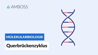 Querbrückenzyklus  Biochemie  Physiologie  AMBOSS Video [upl. by Messab]