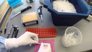 PCR Protocol  Part 2 [upl. by Eanaj]