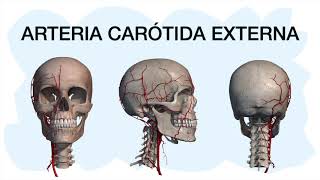 ARTERIA CARÓTIDA EXTERNA ✅ [upl. by Tarsus]