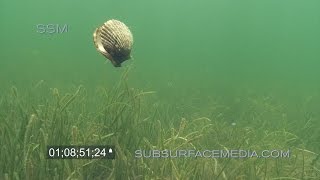 Swimming Bay Scallops Homosassa Florida [upl. by Ative]