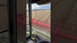 Harvesting Triticale [upl. by Enneira]