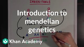 An Introduction to Mendelian Genetics  Biomolecules  MCAT  Khan Academy [upl. by Vivianna]