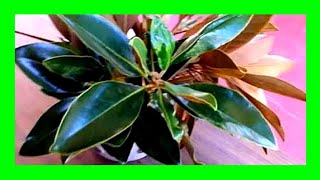 How to Propagate Magnolia Tree From Cuttings [upl. by Lukey793]