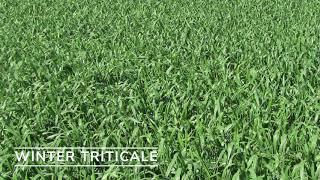 Winter Triticale [upl. by Lorna]