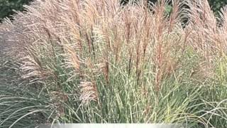 Miscanthus sinensis variegatus Maiden grass [upl. by Socher]