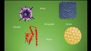 Difference among Virus Virion Viroid Virusoids and Prions  Microorganisms  🤔🤔 [upl. by Lauer629]