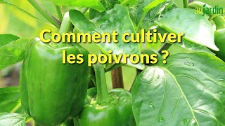 Comment REPIQUER et CULTIVER le POIVRON au POTAGER [upl. by Idur]