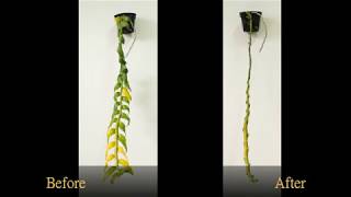 Dendrobium anosmum orchid blooming tricks [upl. by Bertsche]