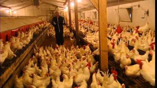 Cest pas sorcier POULES ET COQS EN STOCK [upl. by Ojok]