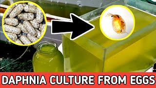 HOW TO HATCH DAPHNIA EGGS  HOW TO CULTURE DAPHNIA [upl. by Saffier]