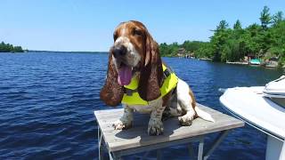 basset hound swimming [upl. by Snook]