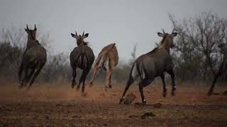 Nilgai Hunt at the G2 Ranch [upl. by Eeram]