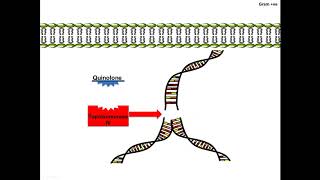 Quinolone  Machanism of Action [upl. by Putnam443]