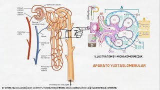 Fisiología Renal La Nefrona [upl. by Aimahs852]