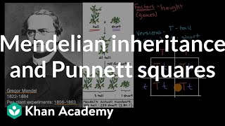 Mendelian inheritance and Punnett squares  High school biology  Khan Academy [upl. by Novyaj655]