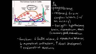 Estrous Cycle [upl. by Spike760]