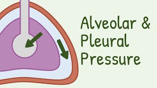 Alveolar Pressure and Pleural Pressure [upl. by Yerfoeg228]