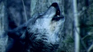 Why Do Wolves Howl at the Moon  BBC Earth Kids [upl. by Stepha]