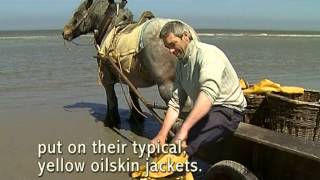 Shrimp fishing on horseback in Oostduinkerke [upl. by Savior53]