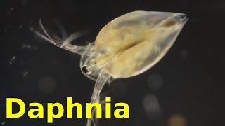 Daphnia [upl. by Goer]