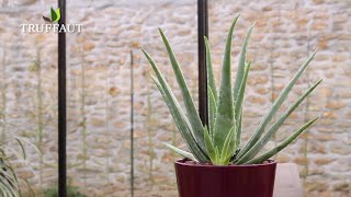 Comment rempoter et extraire laloe vera   Truffaut [upl. by Aihc]