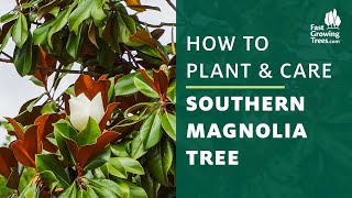 Southern Magnolia Tree  How to Plant amp Care [upl. by Berger]