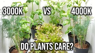 3000K vs 4000K LED Grow Light Effect On Indoor Herb Garden Basil Dill Lettuce [upl. by Lahcar135]