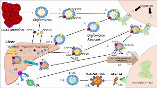 Lipid amp Lipoprotein Processing Part 3  Formation of LDL and HDL [upl. by Maxima]