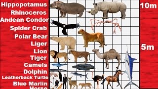 Animal Size Comparison 2D [upl. by Alaik]