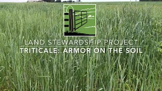 Triticale as Soil Armor amp Cattle Feed with Robb Miller [upl. by Wilson]