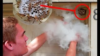 Dry Ice vs Wasp Nest  Keeping Wasps as Pets [upl. by Mosira462]