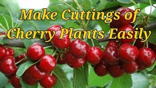 How to Make Cuttings of Cherry trees with great Success [upl. by Airad677]