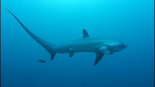 Facts The Thresher Shark [upl. by Essie]