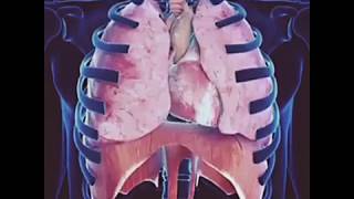 normal lungs vs smoker lungs [upl. by Alex]