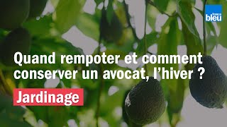 JARDINAGE  Quand rempoter et et comment conserver un avocat lhiver [upl. by Alameda119]